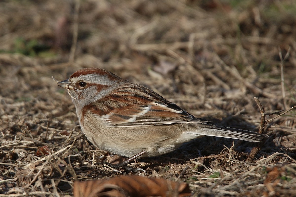 American Tree Sparrow - ML612525813