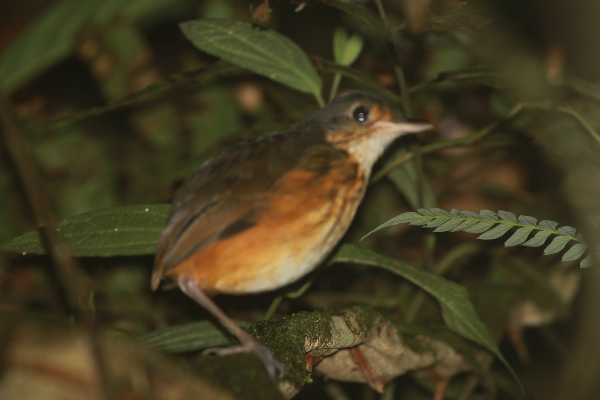 Thicket Antpitta - Thad Roller