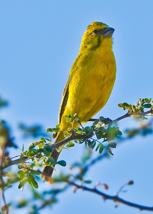 Yellow Canary - ML612526150