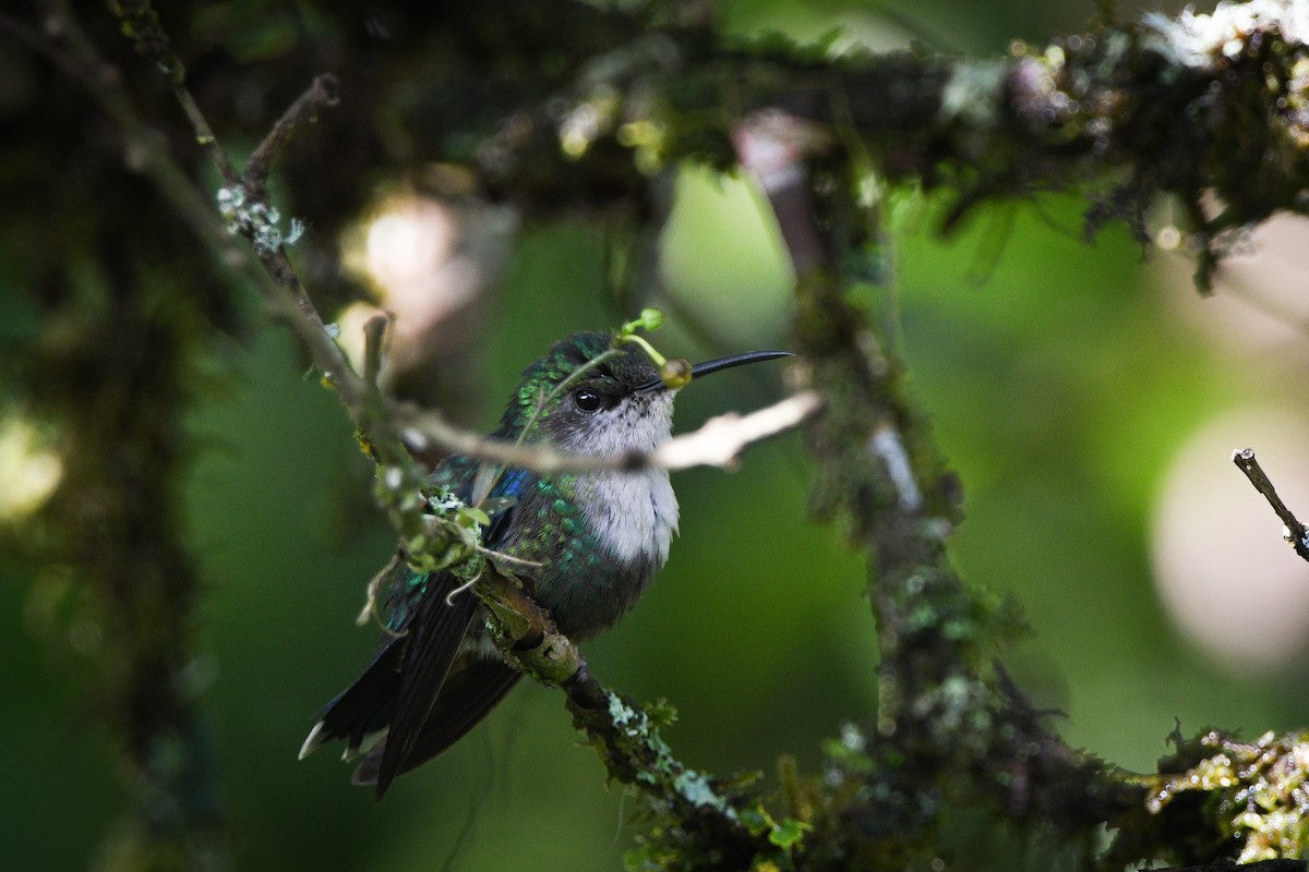 kolibřík vidloocasý - ML612526415