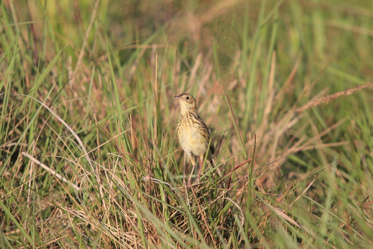 Ochre-breasted Pipit - ML612526696