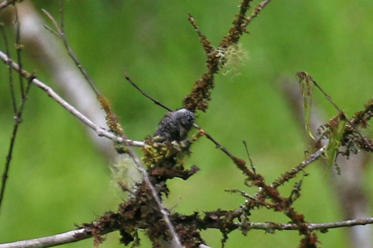 Speckle-chested Piculet - ML612526913