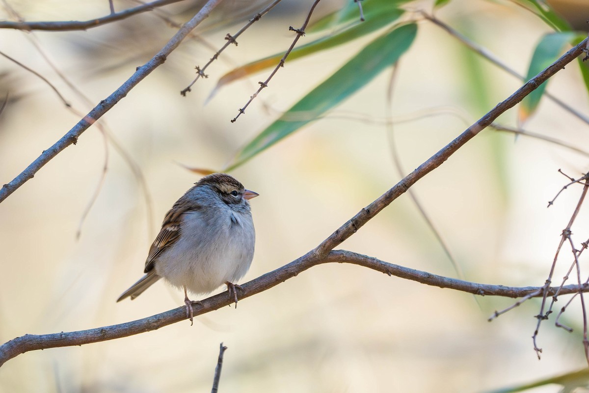 Chipping Sparrow - ML612527457