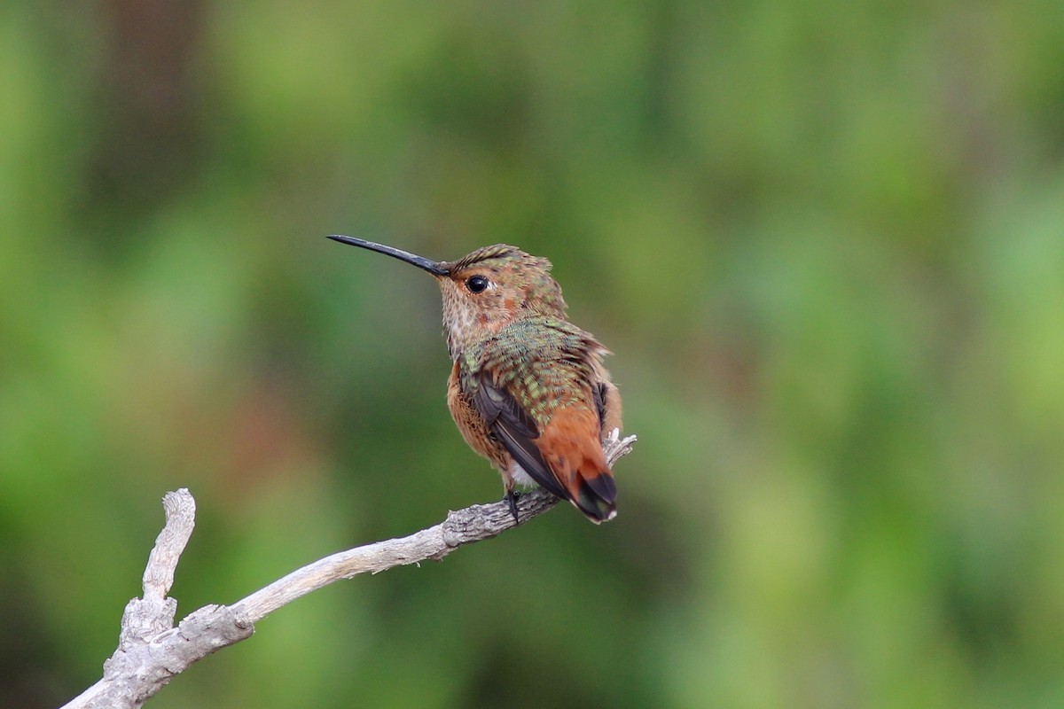 Allen's Hummingbird - Nicole Desnoyers