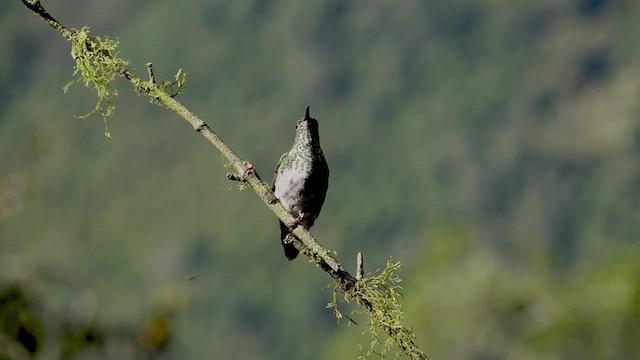 kolibřík aksamitový - ML612527879
