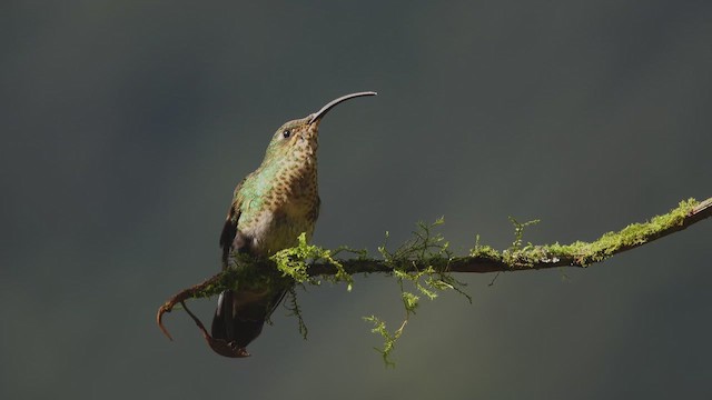kolibřík aksamitový - ML612527880
