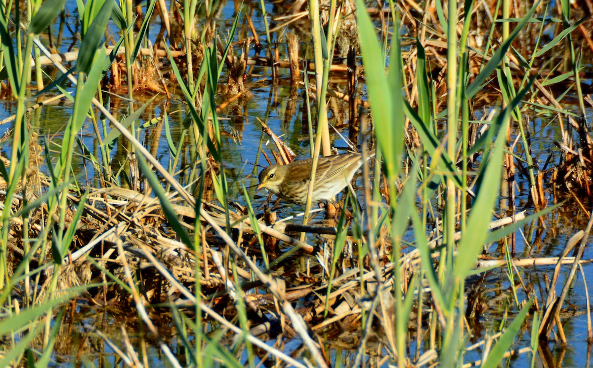 Water Pipit - ML612527959