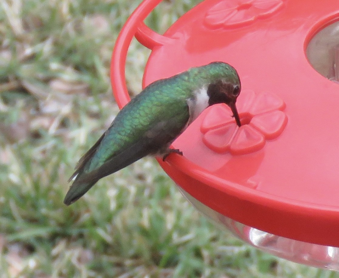 Broad-tailed Hummingbird - ML612527990