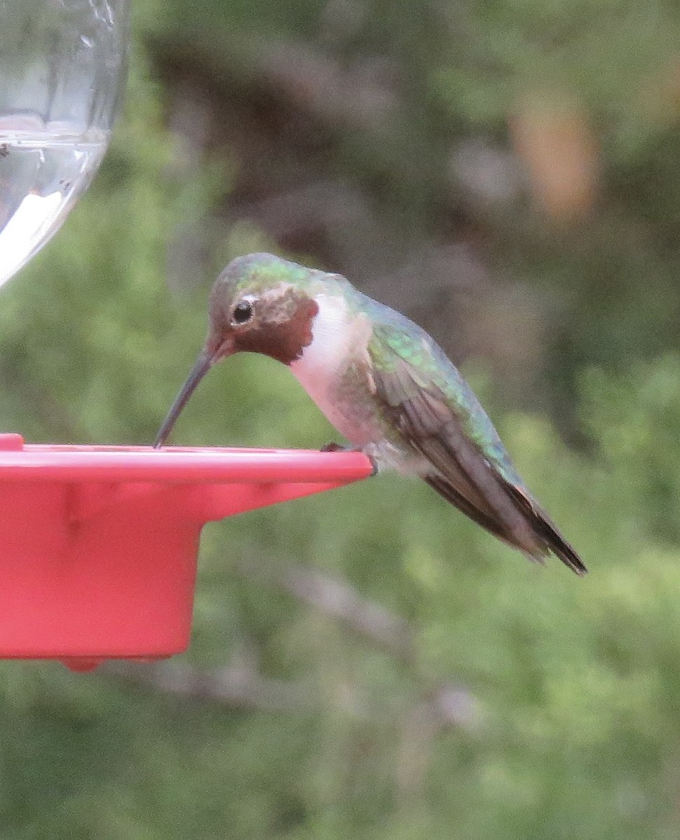 Broad-tailed Hummingbird - ML612527991