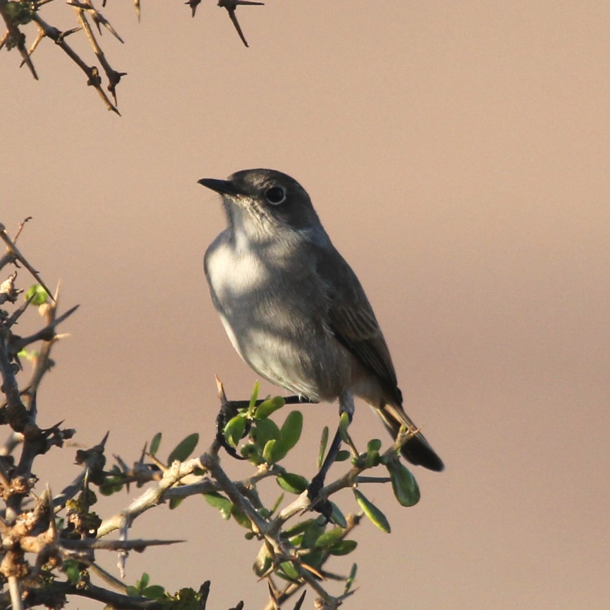 Sickle-winged Chat - ML612528565