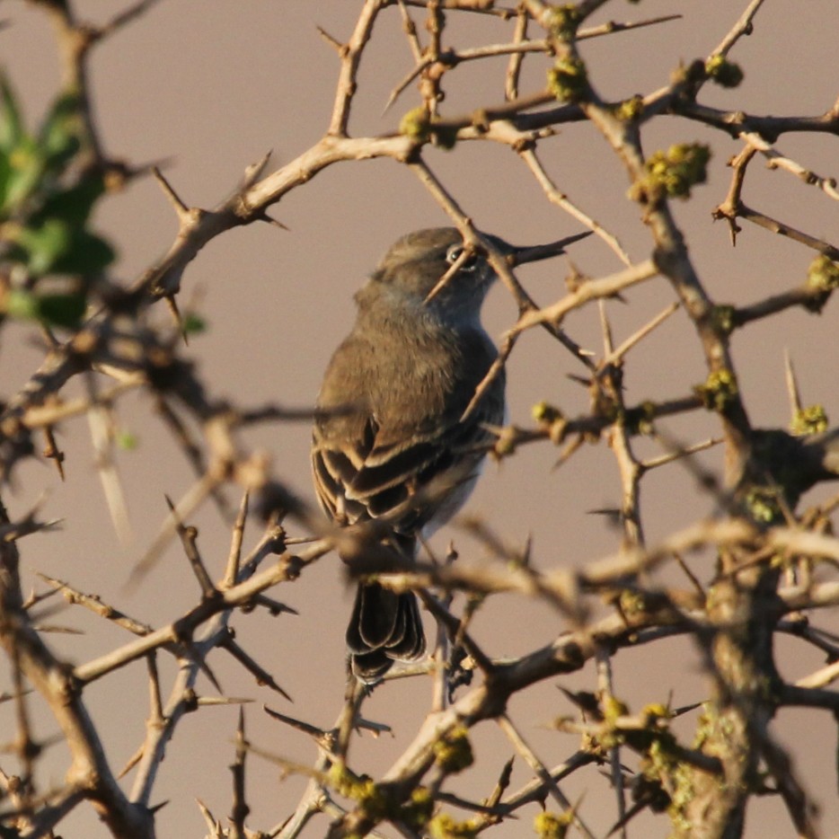 Sickle-winged Chat - ML612528566