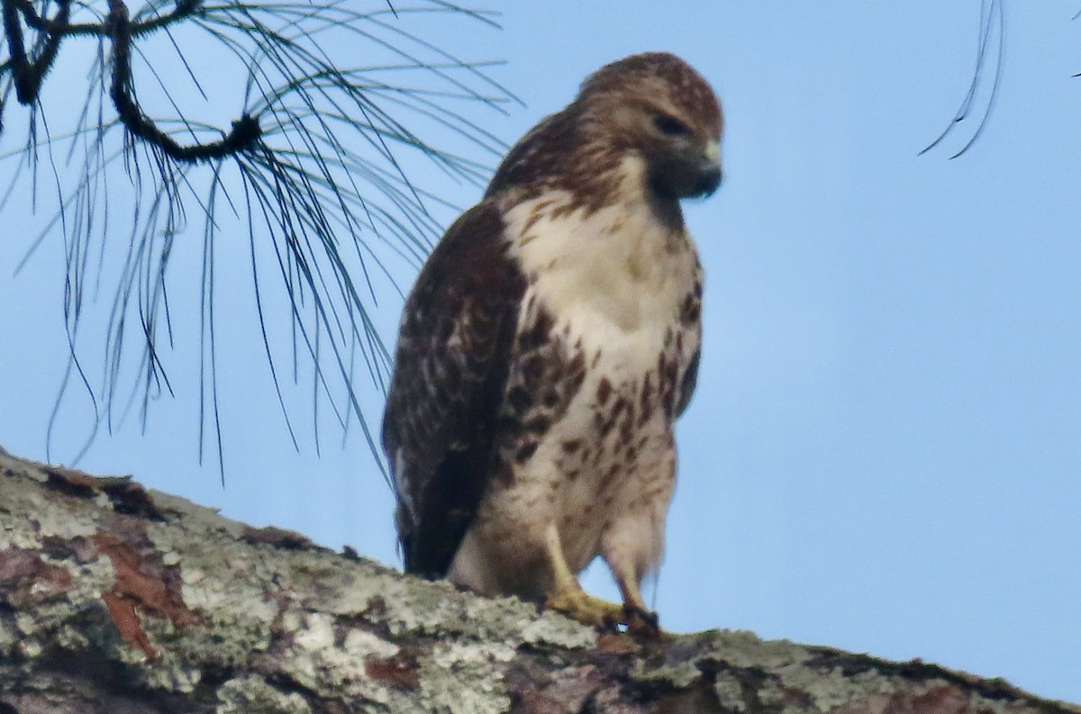 Red-tailed Hawk - ML612529048