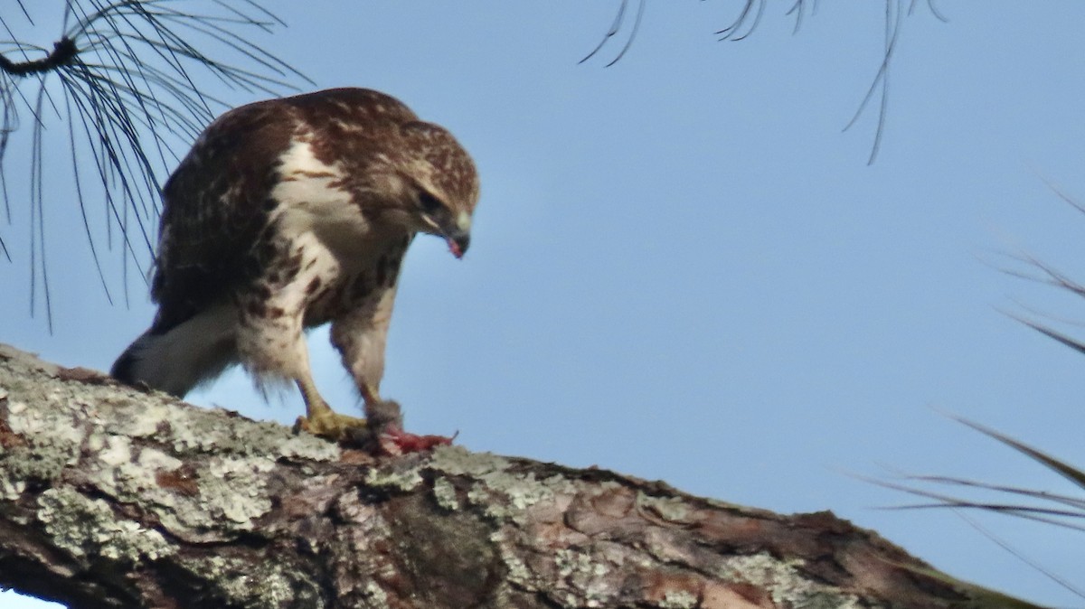 Red-tailed Hawk - ML612529050