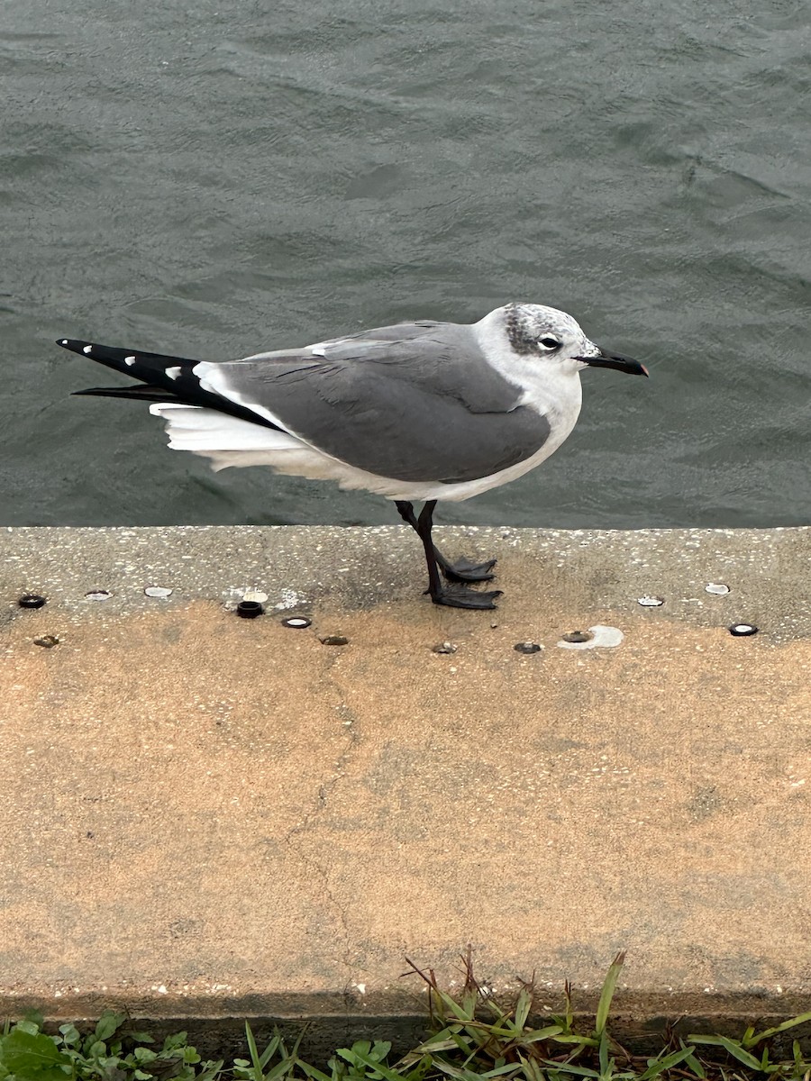 Laughing Gull - Allan Welby
