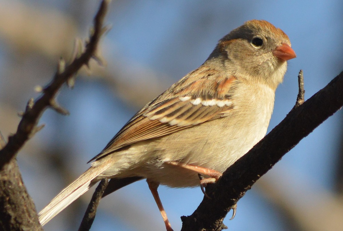 Field Sparrow - ML612529249