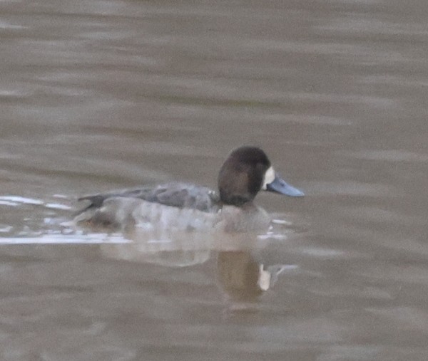 Greater Scaup - ML612529324