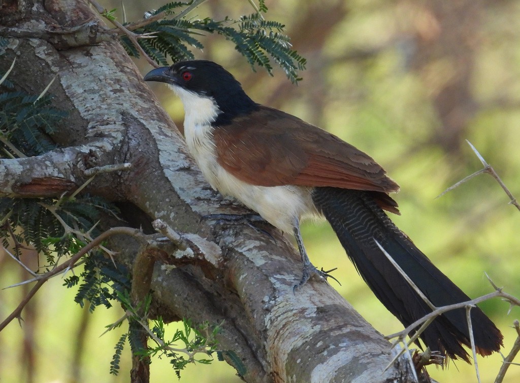 White-browed Coucal (Burchell's) - ML612529529