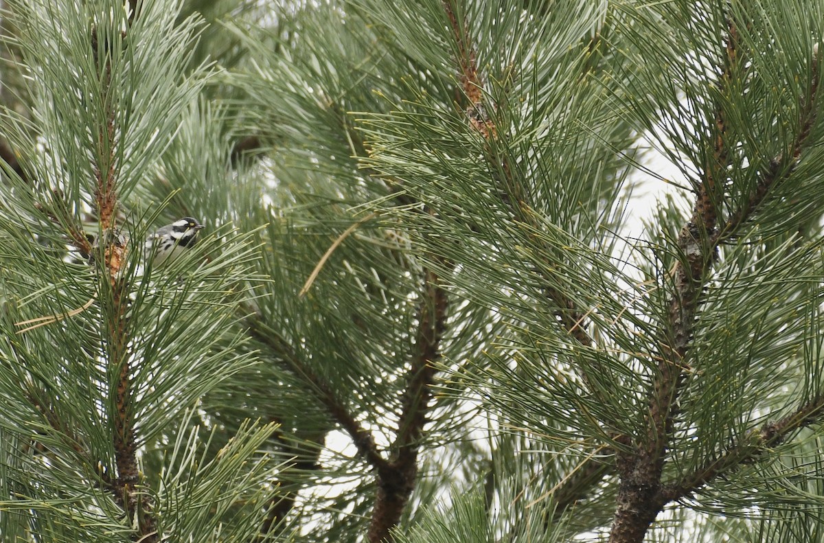 Black-throated Gray Warbler - ML612529731
