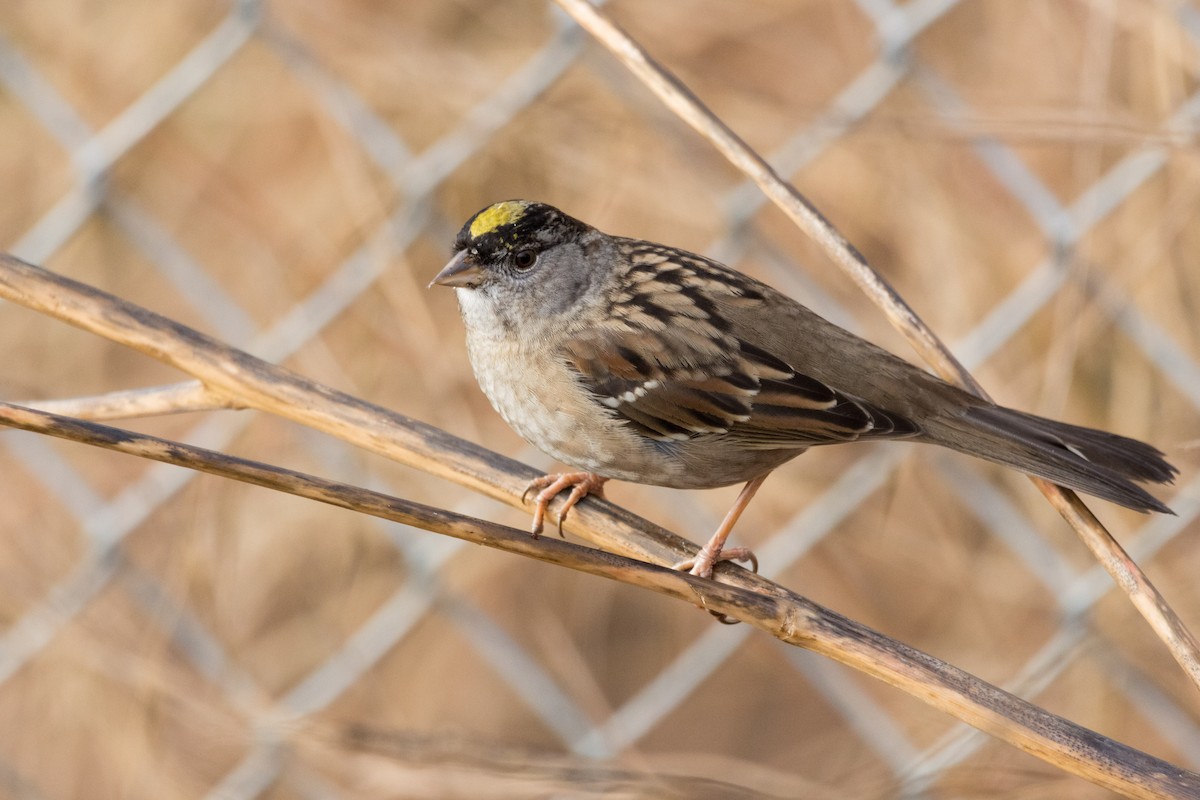 Golden-crowned Sparrow - ML612529905