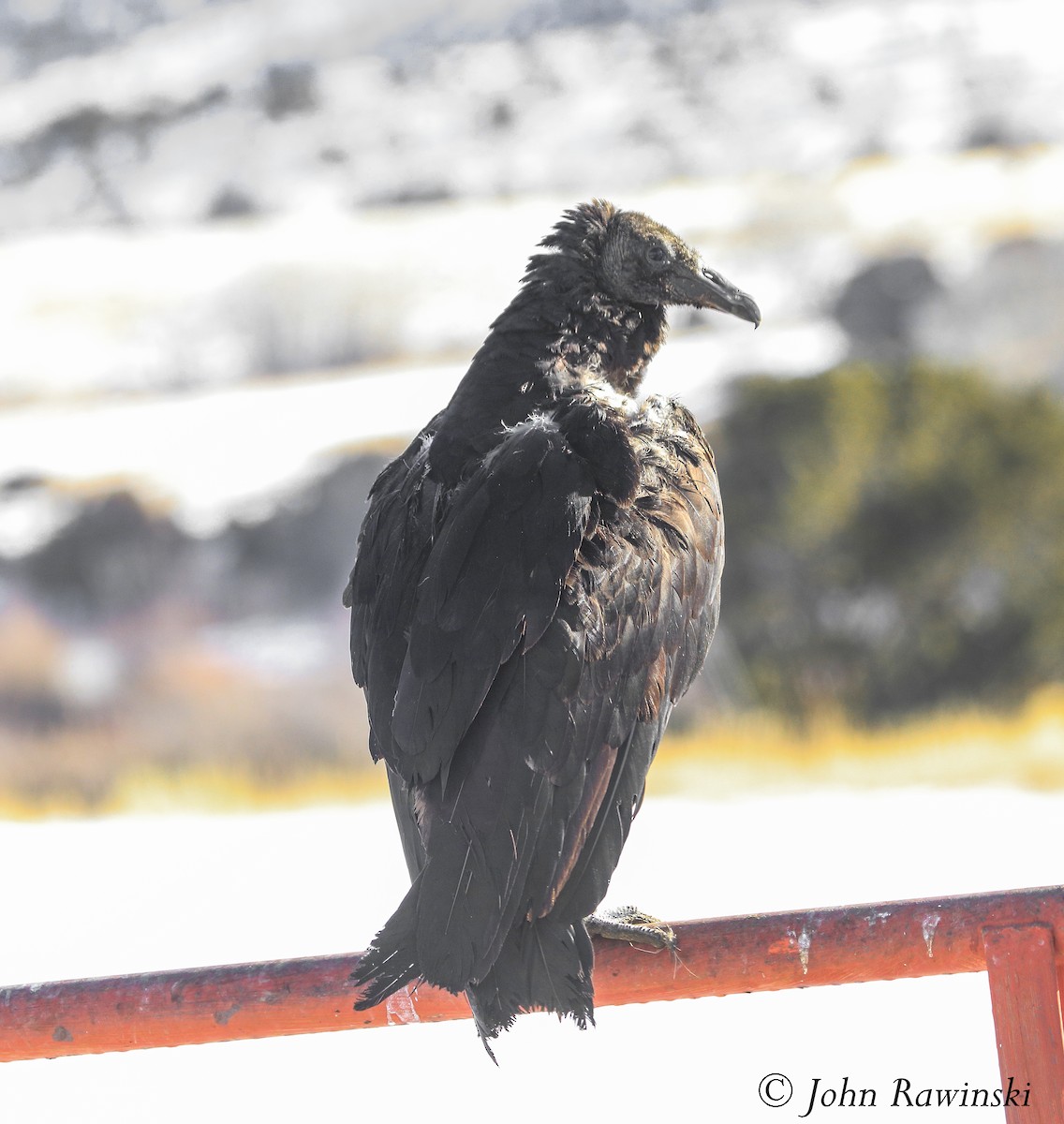 Black Vulture - John Rawinski