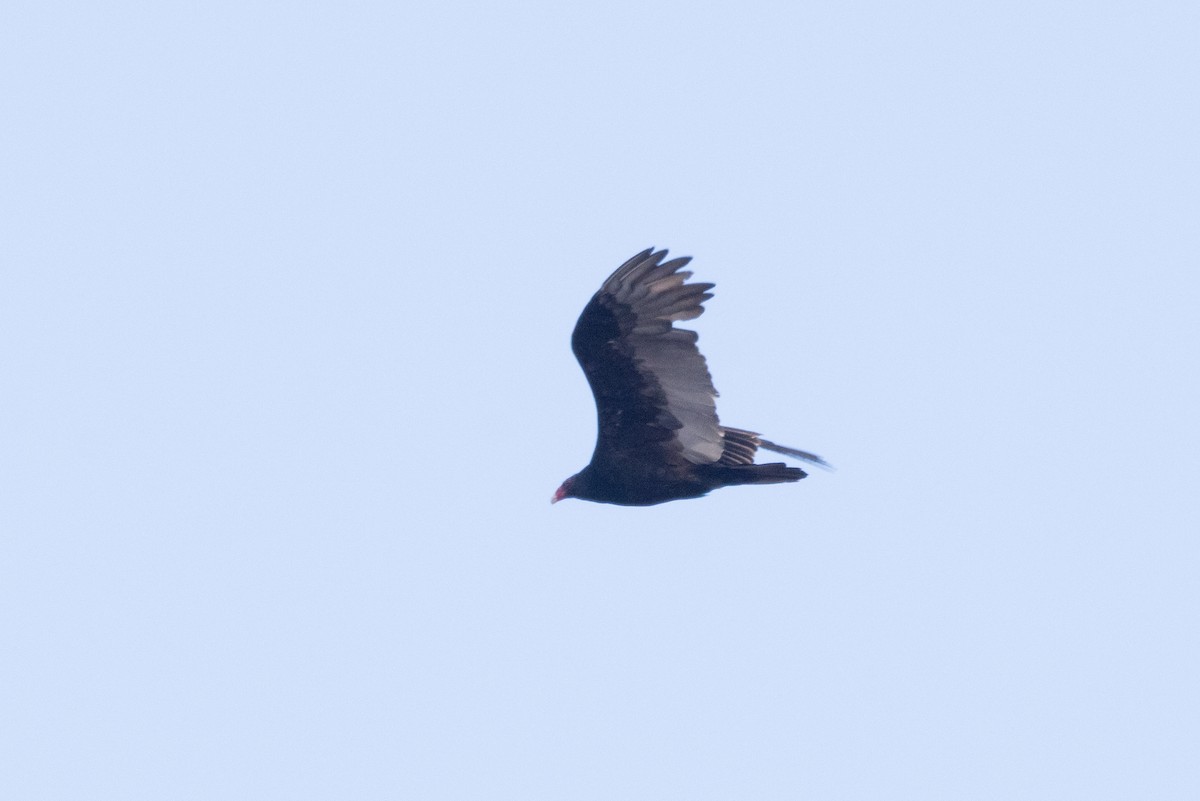Turkey Vulture - ML612530243