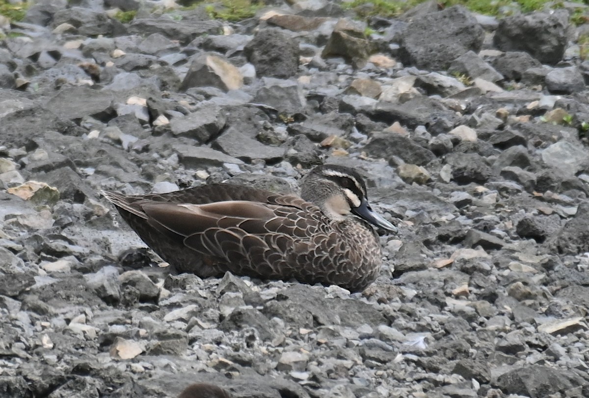 Pacific Black Duck - Ryan O'Donnell