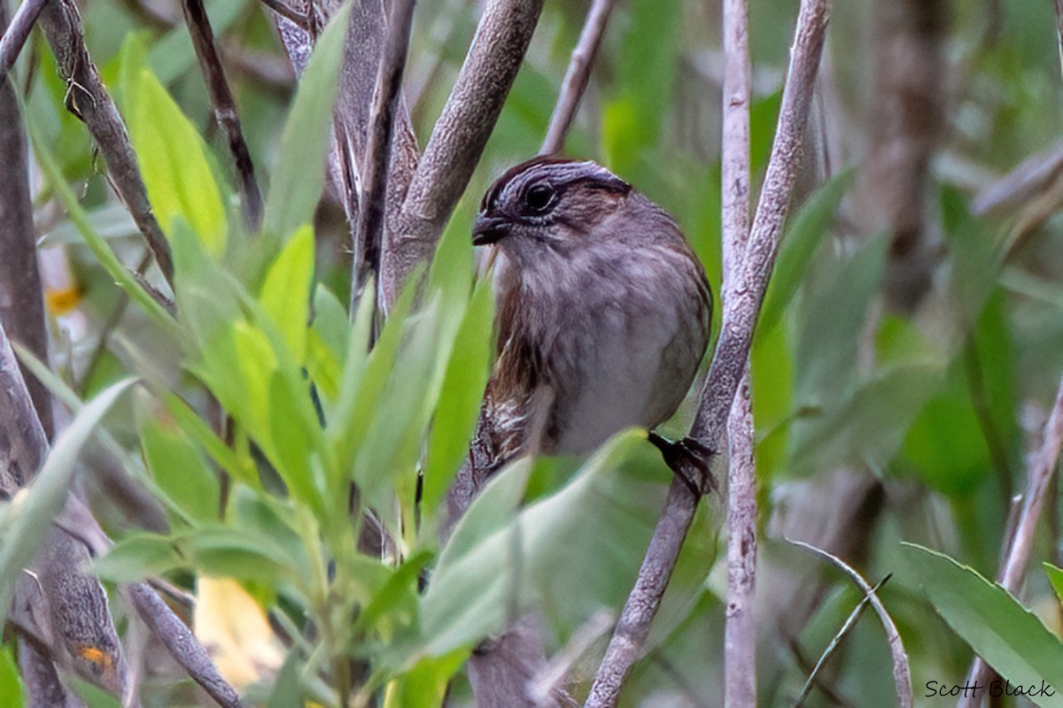 Swamp Sparrow - ML612530381