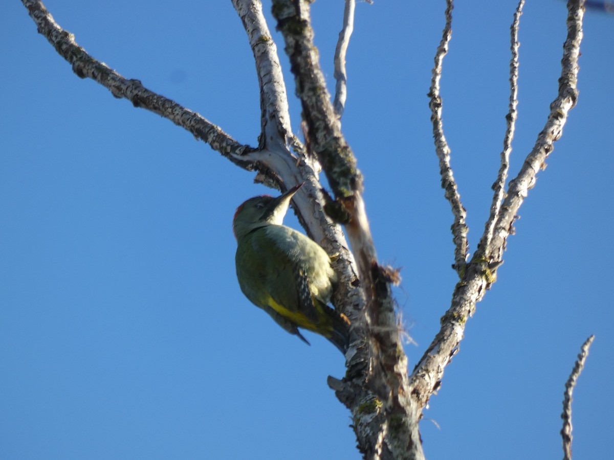 Iberian Green Woodpecker - Carlos Villaverde Castilla