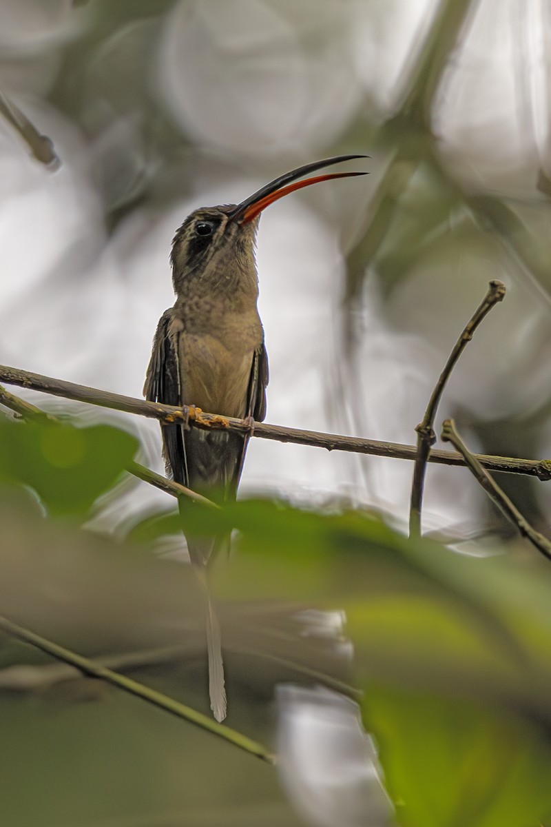 kolibřík dlouhozobý - ML612530593
