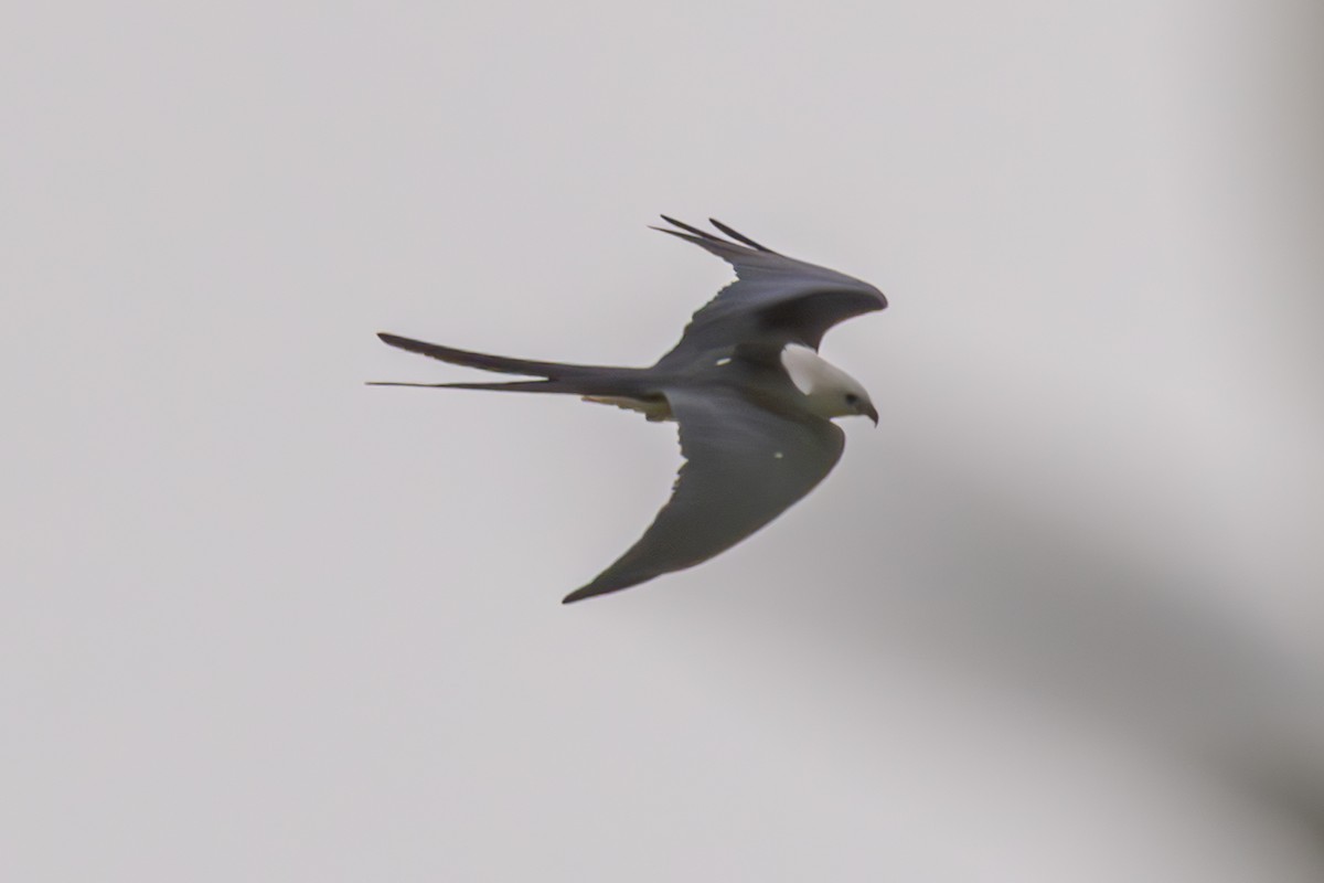 Swallow-tailed Kite - ML612530604