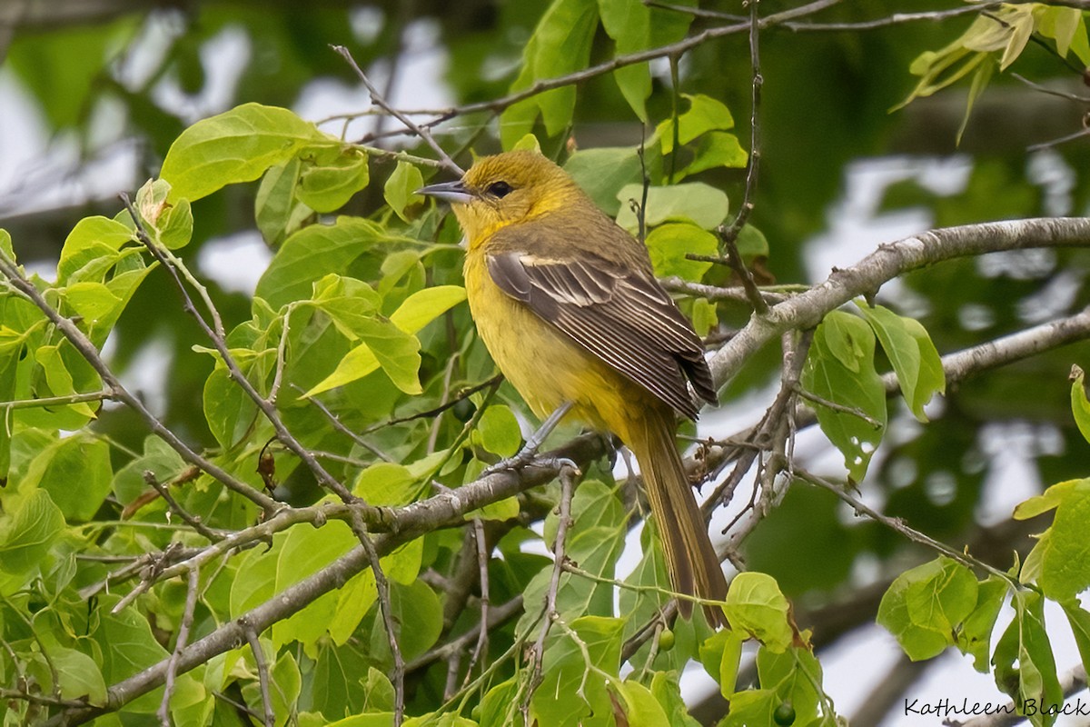 Orchard Oriole - ML612530617