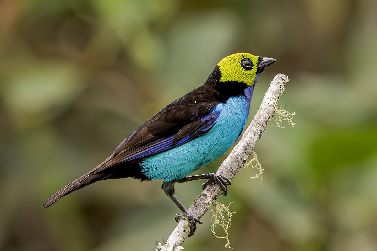 Paradise Tanager - ML612530665
