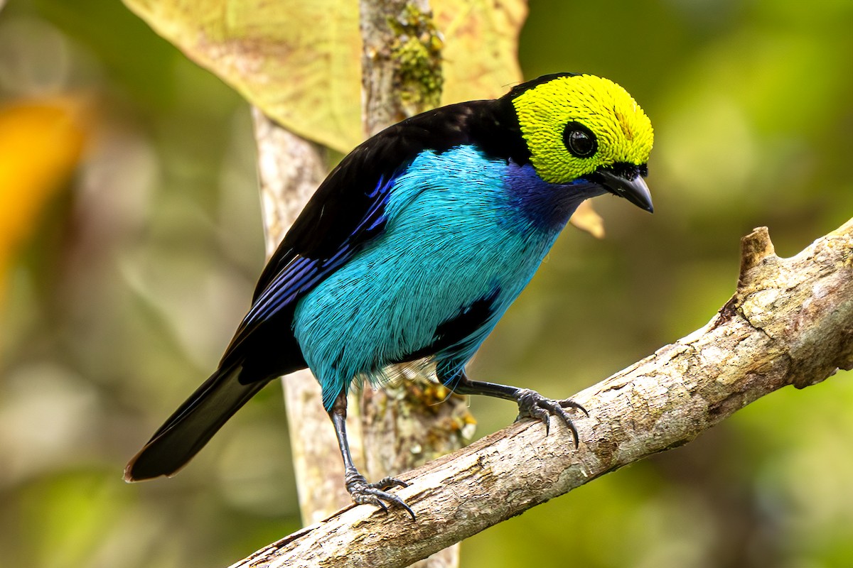Paradise Tanager - ML612530666