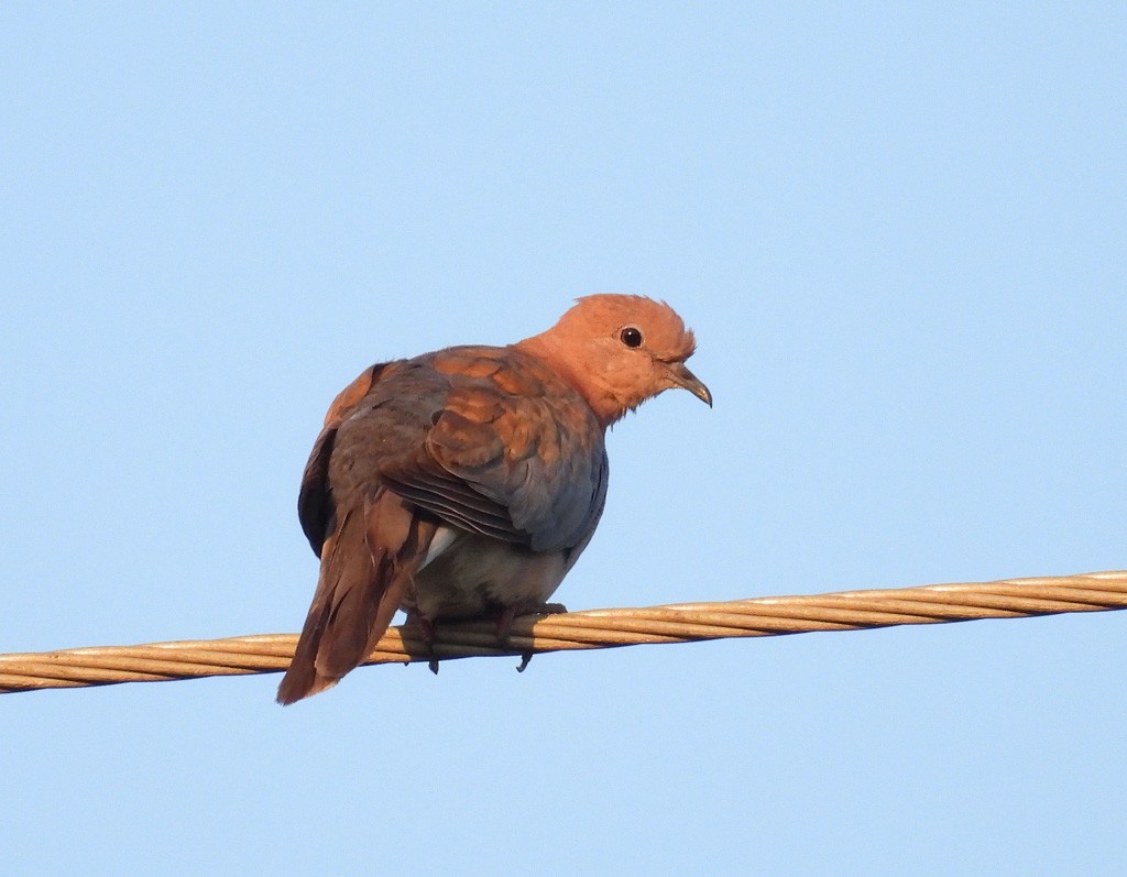 Laughing Dove - ML612530740