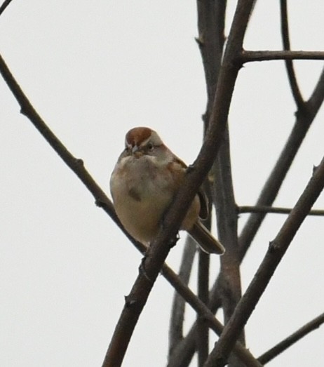 American Tree Sparrow - ML612530832