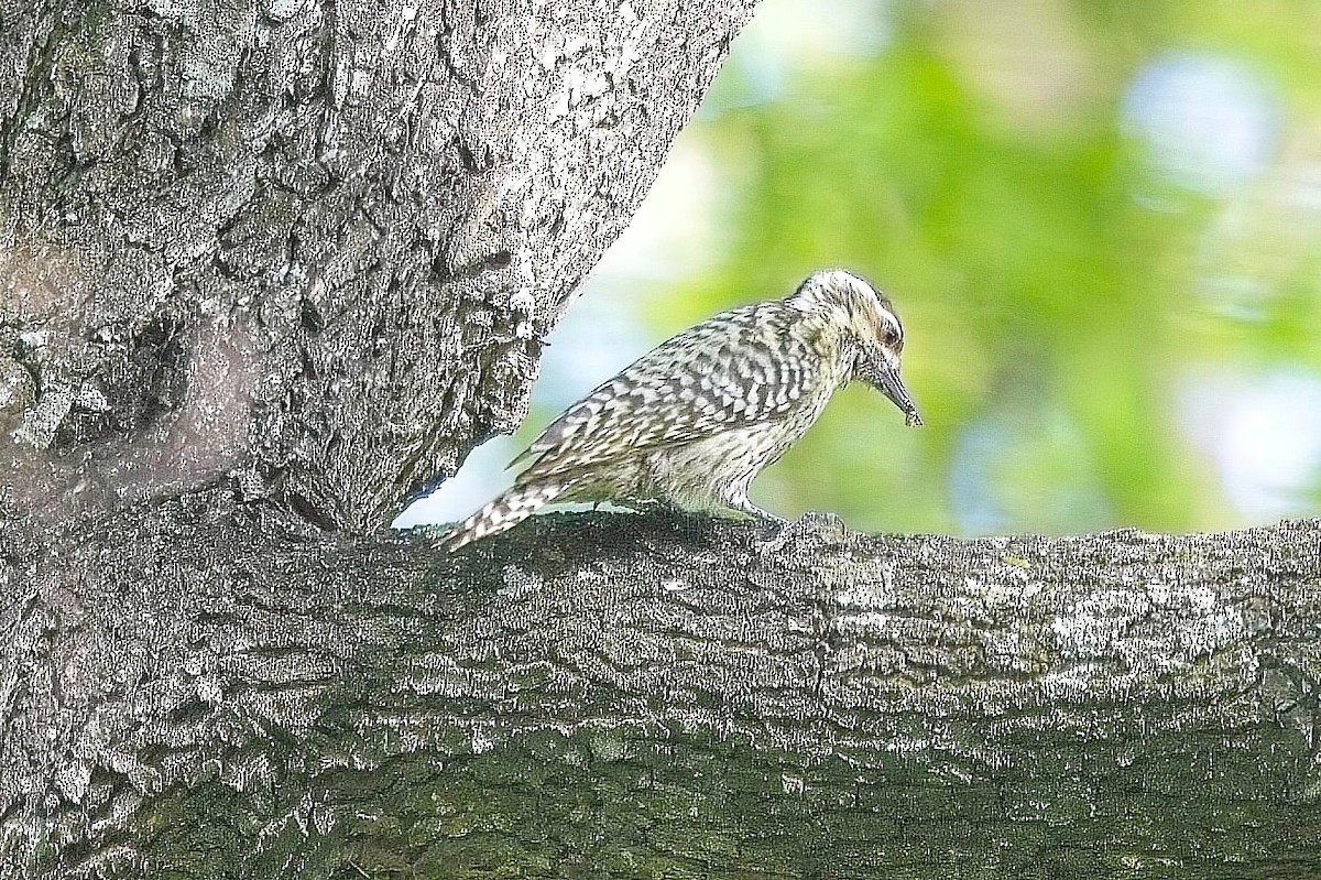 Checkered Woodpecker - Piming Kuo