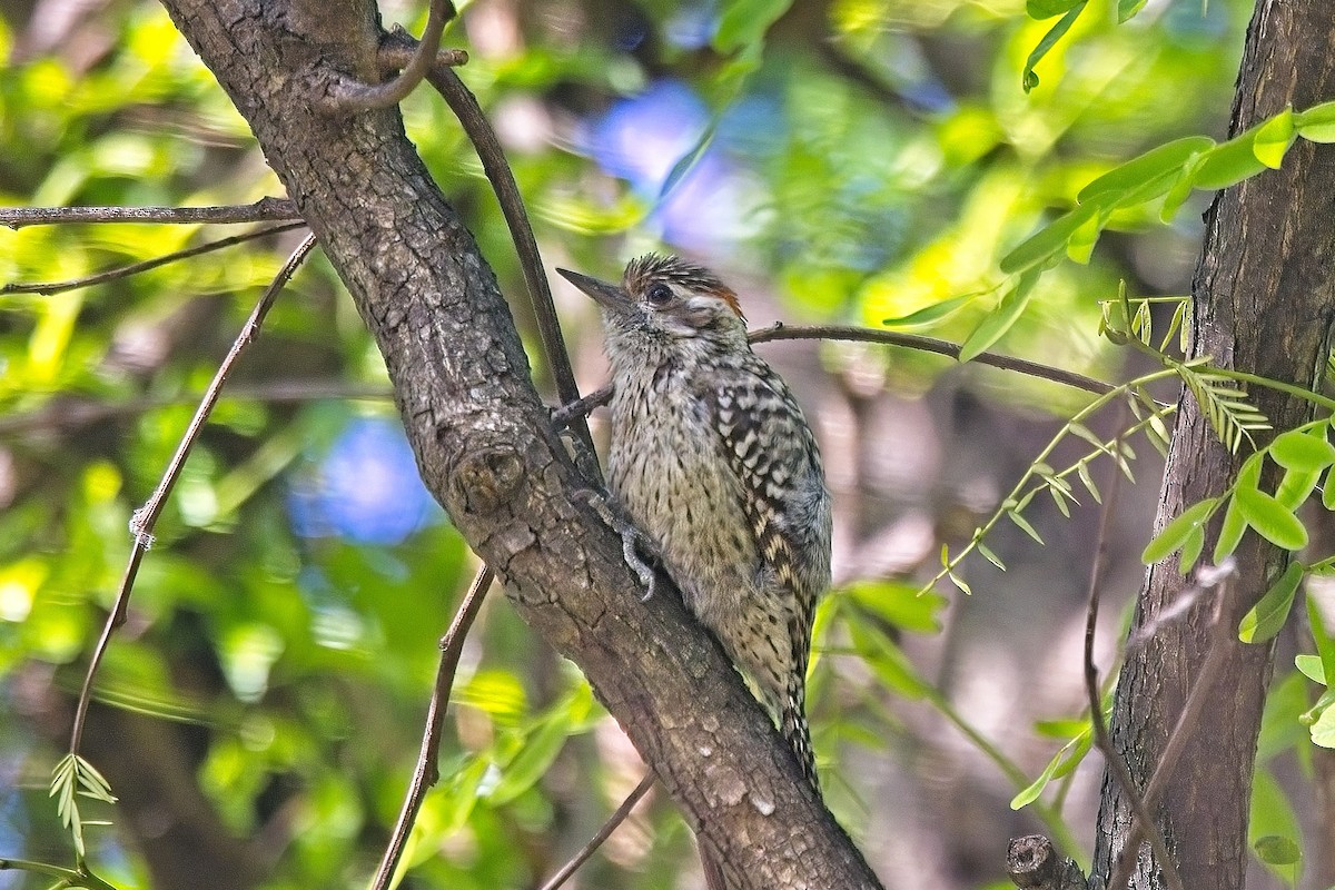 Checkered Woodpecker - ML612530932