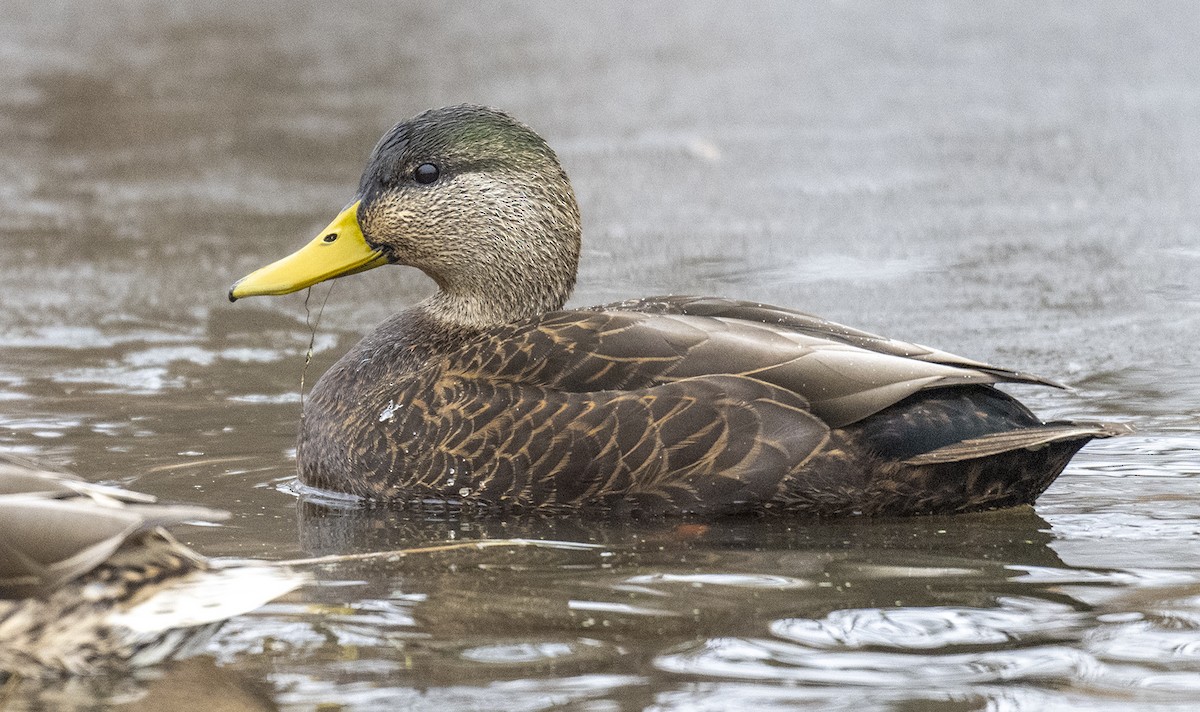 eBird Checklist 22 Dec 2023 Kensington MetroparkLivingston Co