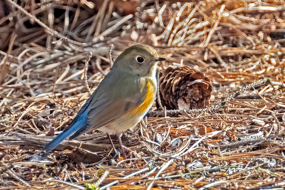 Red-flanked Bluetail - ML612531080