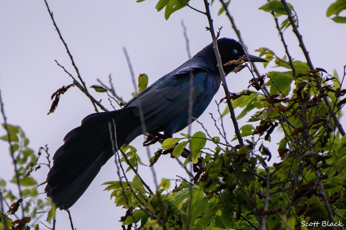 Boat-tailed Grackle - ML612531089