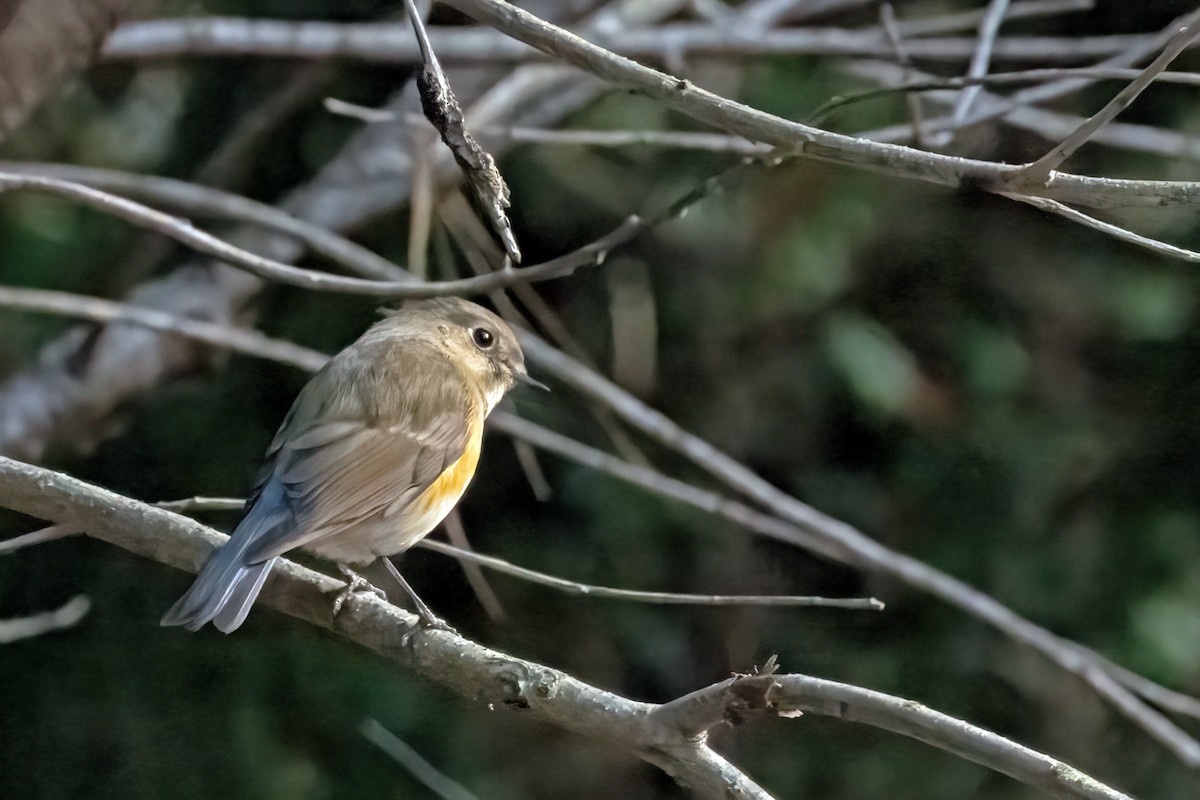 Red-flanked Bluetail - Peggy Cadigan