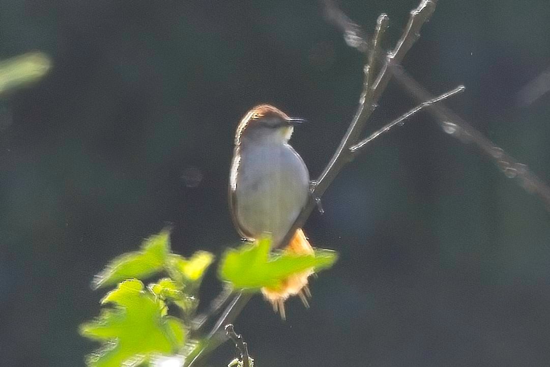 Yellow-chinned Spinetail - ML612531124