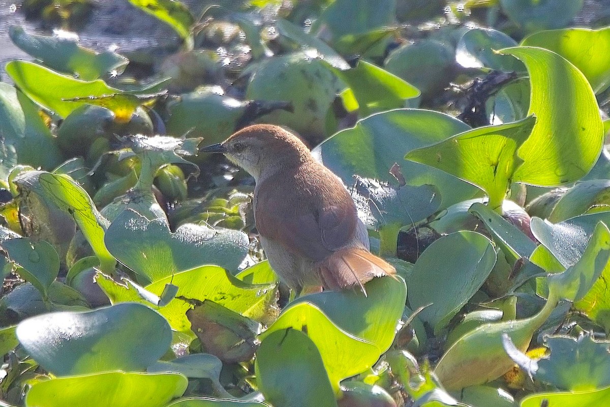 Yellow-chinned Spinetail - ML612531125