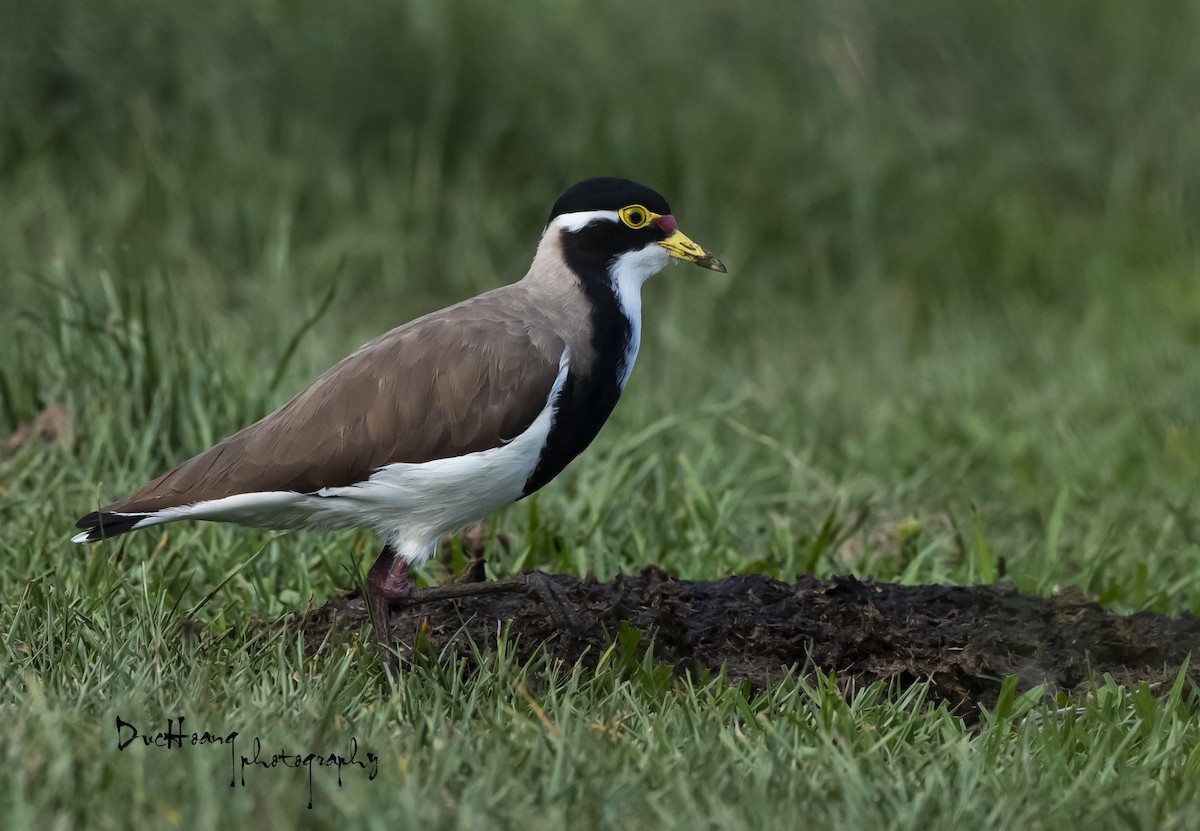 Banded Lapwing - ML612531574