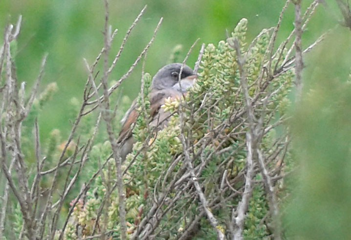 Spectacled Warbler - ML612531680