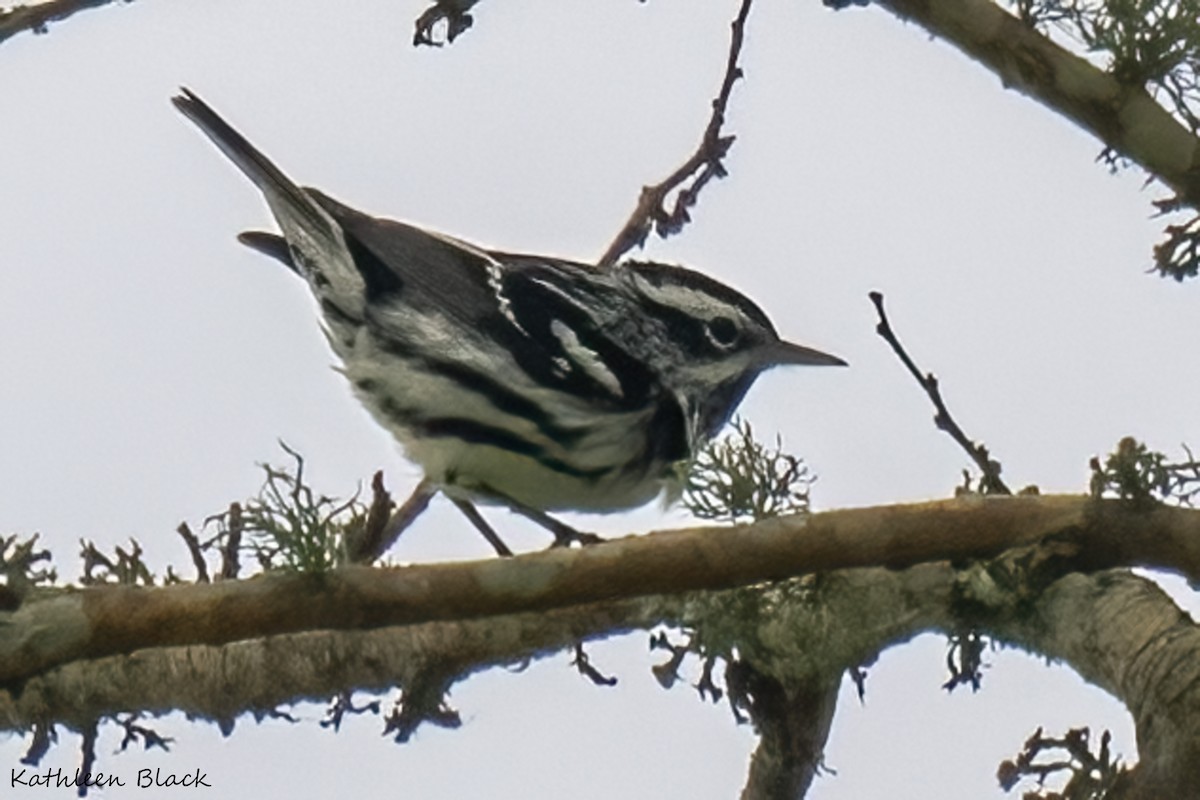 Black-and-white Warbler - ML612531688