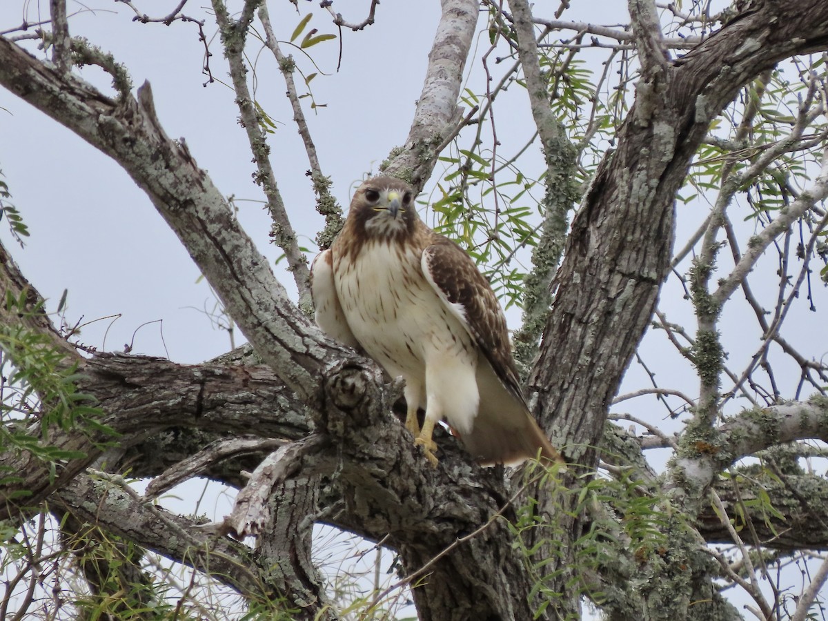 Red-tailed Hawk - ML612531714