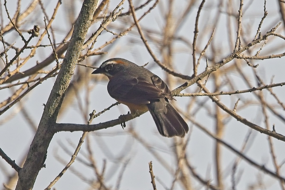 Black-and-rufous Warbling Finch - ML612531720