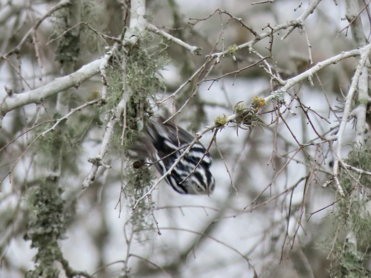 Black-and-white Warbler - ML612531827