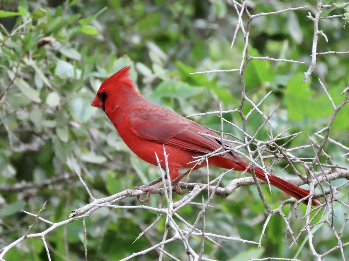 Cardinal rouge - ML612531855